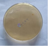 微生物限度检测菌落总数